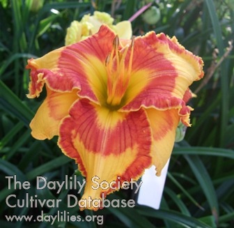 Daylily Lillian's Fire and Flame